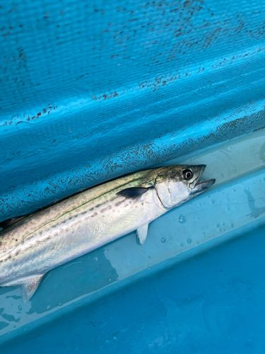 サゴシの釣果