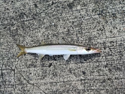 カマスの釣果