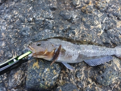 アブラコの釣果