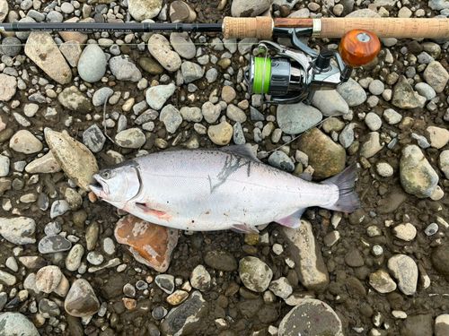 ヤマメの釣果