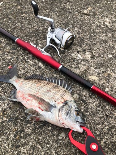 クロダイの釣果