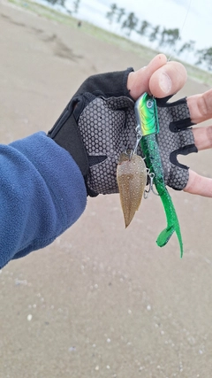 シタビラメの釣果