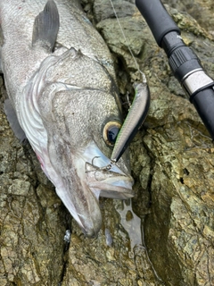 ヒラスズキの釣果
