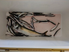 マサバの釣果