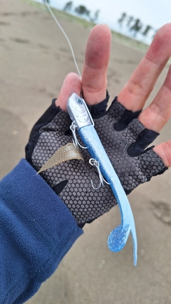 シタビラメの釣果