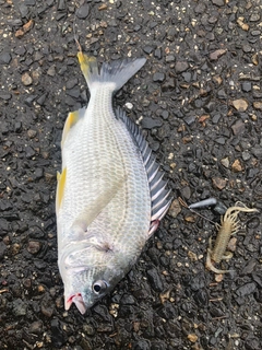 キビレの釣果