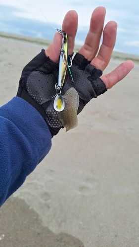 シタビラメの釣果