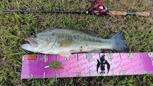 ブラックバスの釣果