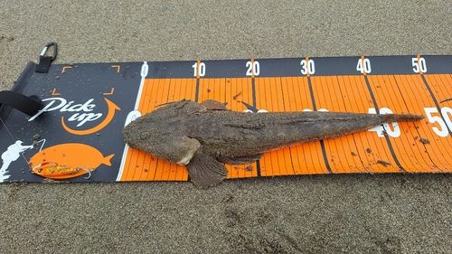 マゴチの釣果