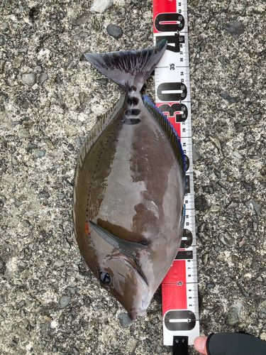サンノジの釣果