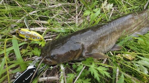 ナマズの釣果
