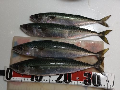 サバの釣果
