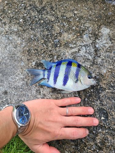 オヤビッチャの釣果