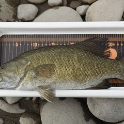 スモールマウスバス