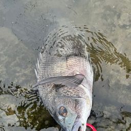 クロダイ