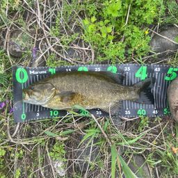 スモールマウスバス