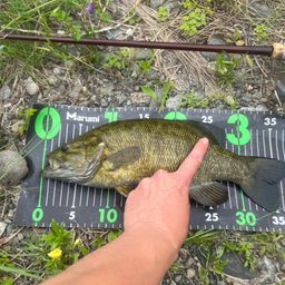 スモールマウスバス