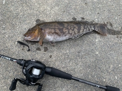 アイナメの釣果