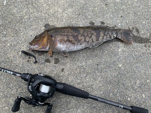 アイナメの釣果