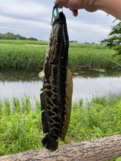 カムルチーの釣果