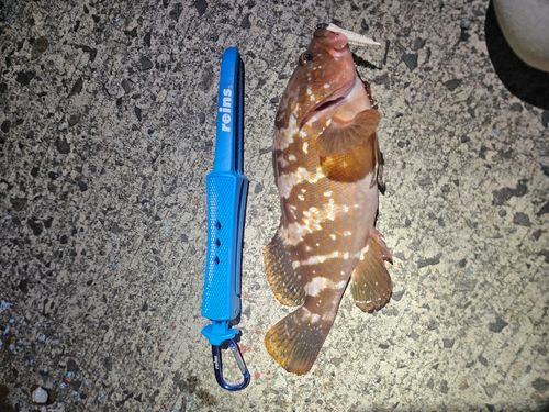 キジハタの釣果