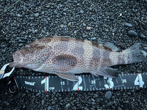 オオモンハタの釣果