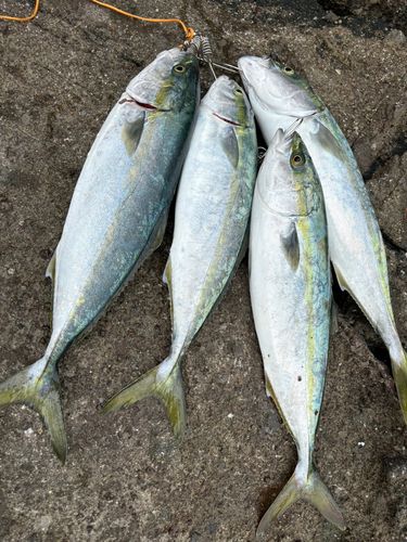 イナダの釣果