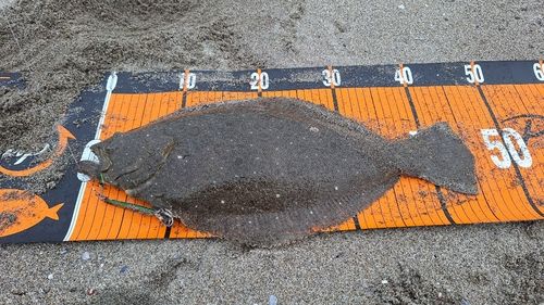 ヒラメの釣果