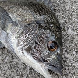 クロダイ