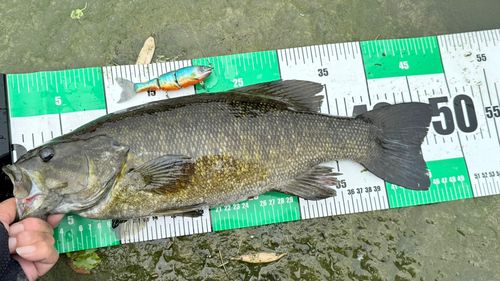 スモールマウスバスの釣果