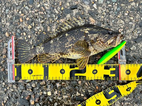 タケノコメバルの釣果