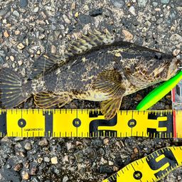 タケノコメバル