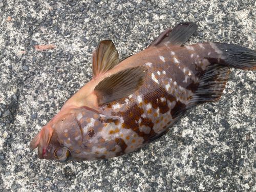 キジハタの釣果