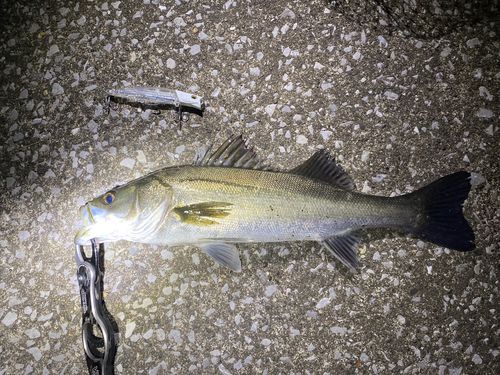 シーバスの釣果
