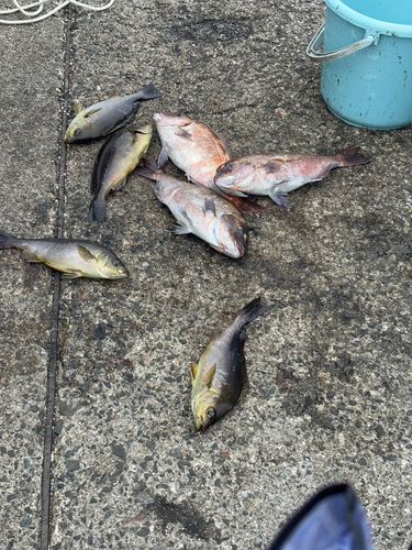 マダイの釣果