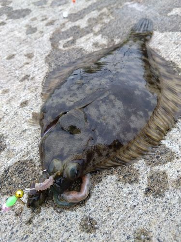 マコガレイの釣果
