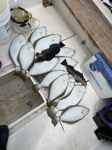 ヒラメの釣果