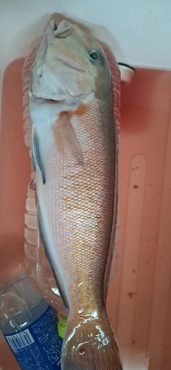 シロアマダイの釣果