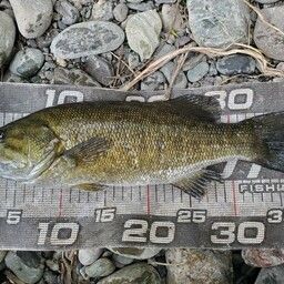 スモールマウスバス