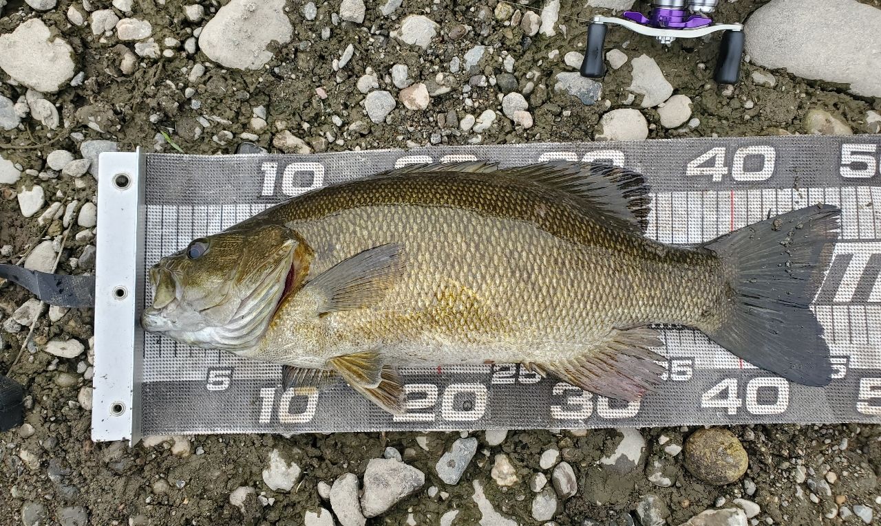 スモールマウスバス