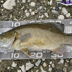 スモールマウスバス