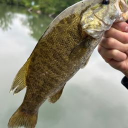 スモールマウスバス