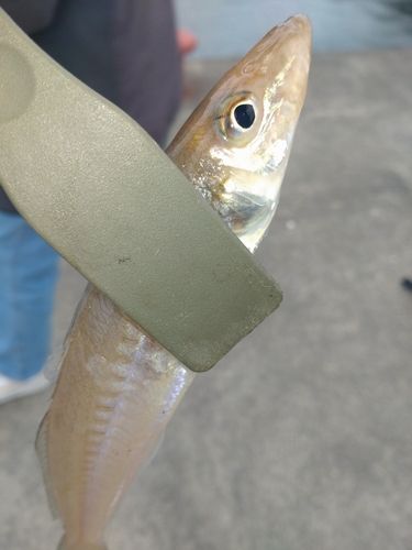 シロギスの釣果