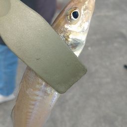 シロギス