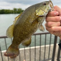 スモールマウスバス