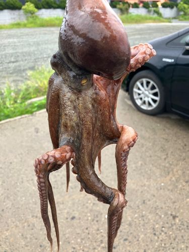 タコの釣果