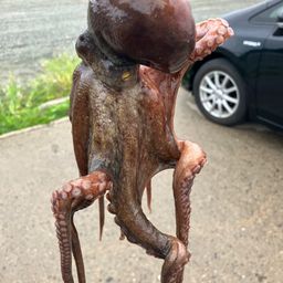 タコ