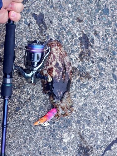コウイカの釣果