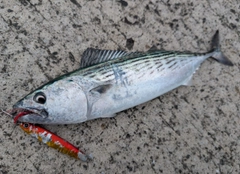 ハガツオの釣果