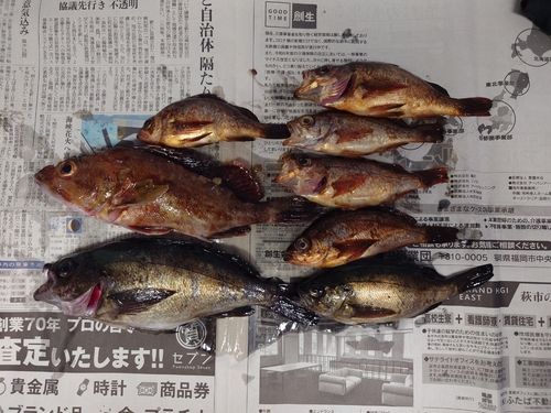 アカメバルの釣果